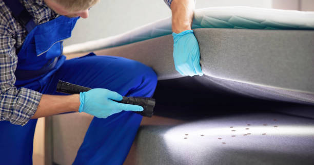 Wasp Removal Services in North Little Rock, AR