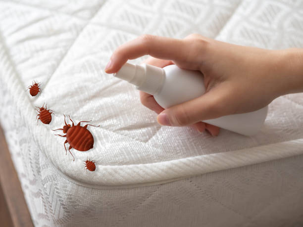 Best Exterminator Services  in North Little Rock, AR